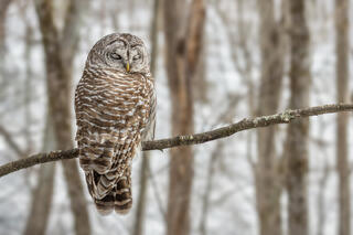 Barred Owl
