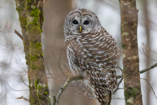 Barred Owl