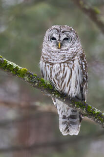 Barred Owl