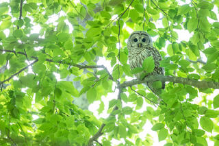 Barred Owl
