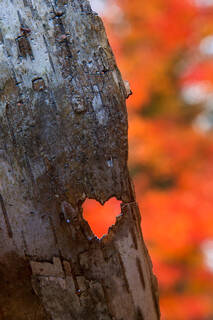 Birch Love