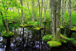 Blackwoods