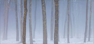 Blue Fog