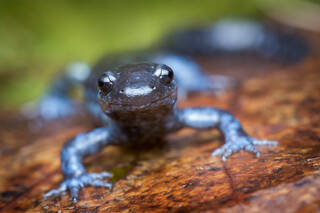 Blue-spotted Salamander