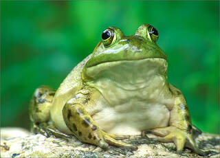 Bull Frog