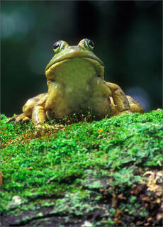 Bull Frog