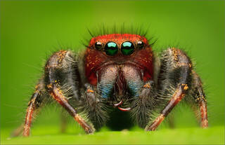 Phidippus cardinalis