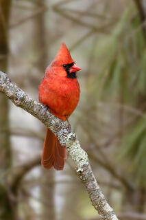 Northern Cardinal
