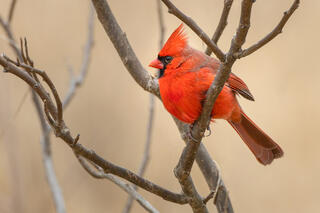 Northern Cardinal