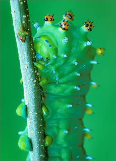 Cecropia Caterpillar