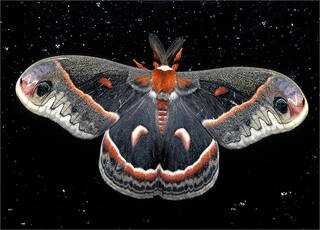 Cecropia Moth