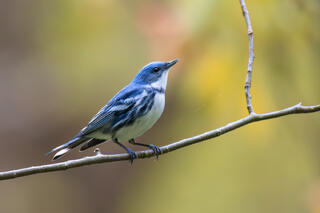 Cerulean Warbler