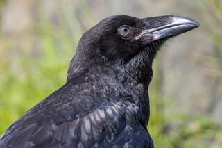Common Raven