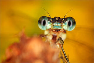 Damselfly