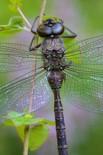 Darner