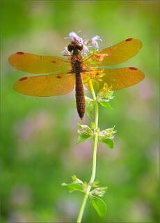 Eastern Amberwing (male)