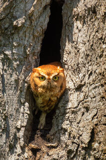 Eastern Screech Owl (red morph)