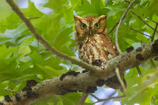 Eastern Screech Owl (red morph)