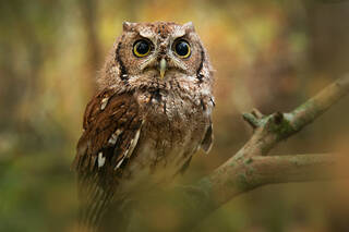 Eastern Screech Owl