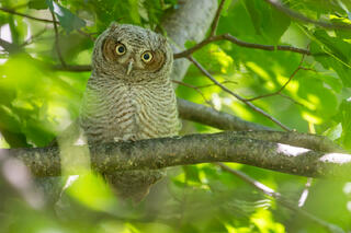 Eastern Screech Owlet
