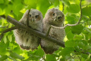 Eastern Screech Owlets (pair)