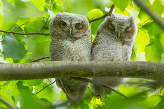 Eastern Screech Owlets (pair)