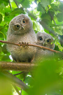 Eastern Screech Owlets (pair)