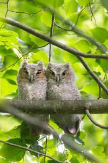 Eastern Screech Owlets (pair)