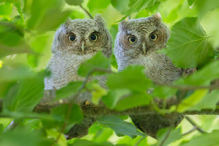 Eastern Screech Owlets (pair)