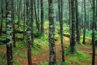 Emerald Forest