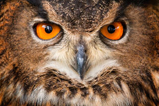 Eurasian Eagle Owl