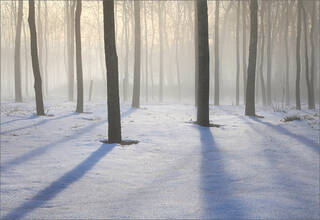 Forest Shadows