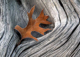Frosted Oak