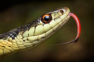Garter Snake