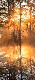 Golden Fog