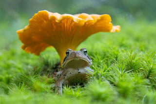 Chanterelle Gaurdian