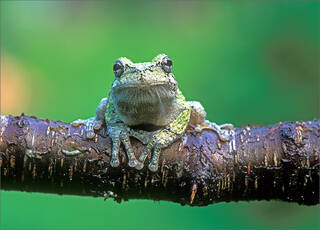 Gray Treefrog