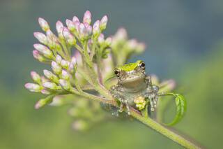 Gray Tree Froglet