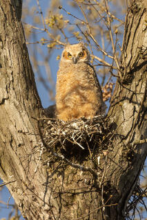 Great Horned Owlet (Nest)