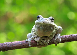 Gray Treefrog