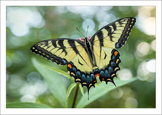 Eastern Tigerswallowtail