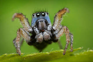 Habronattus borealis