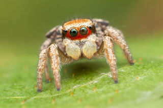 Habronattus arcalorus
