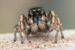 Habronattus borealis/coecatus hybrid