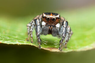 Habronattus carolinensis
