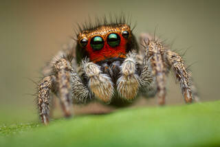 Habronattus coecatus