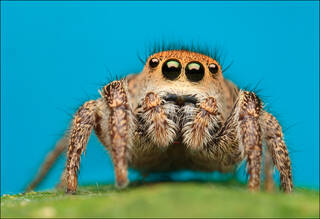 Habronattus (female)