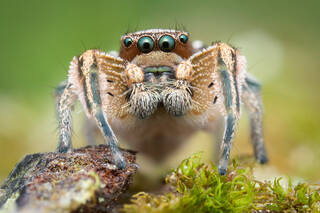 Habronattus festus