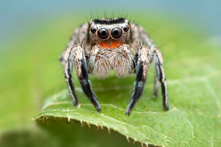 Habronattus hirsutus