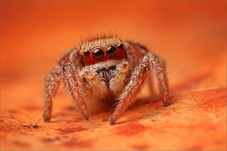 Habronattus